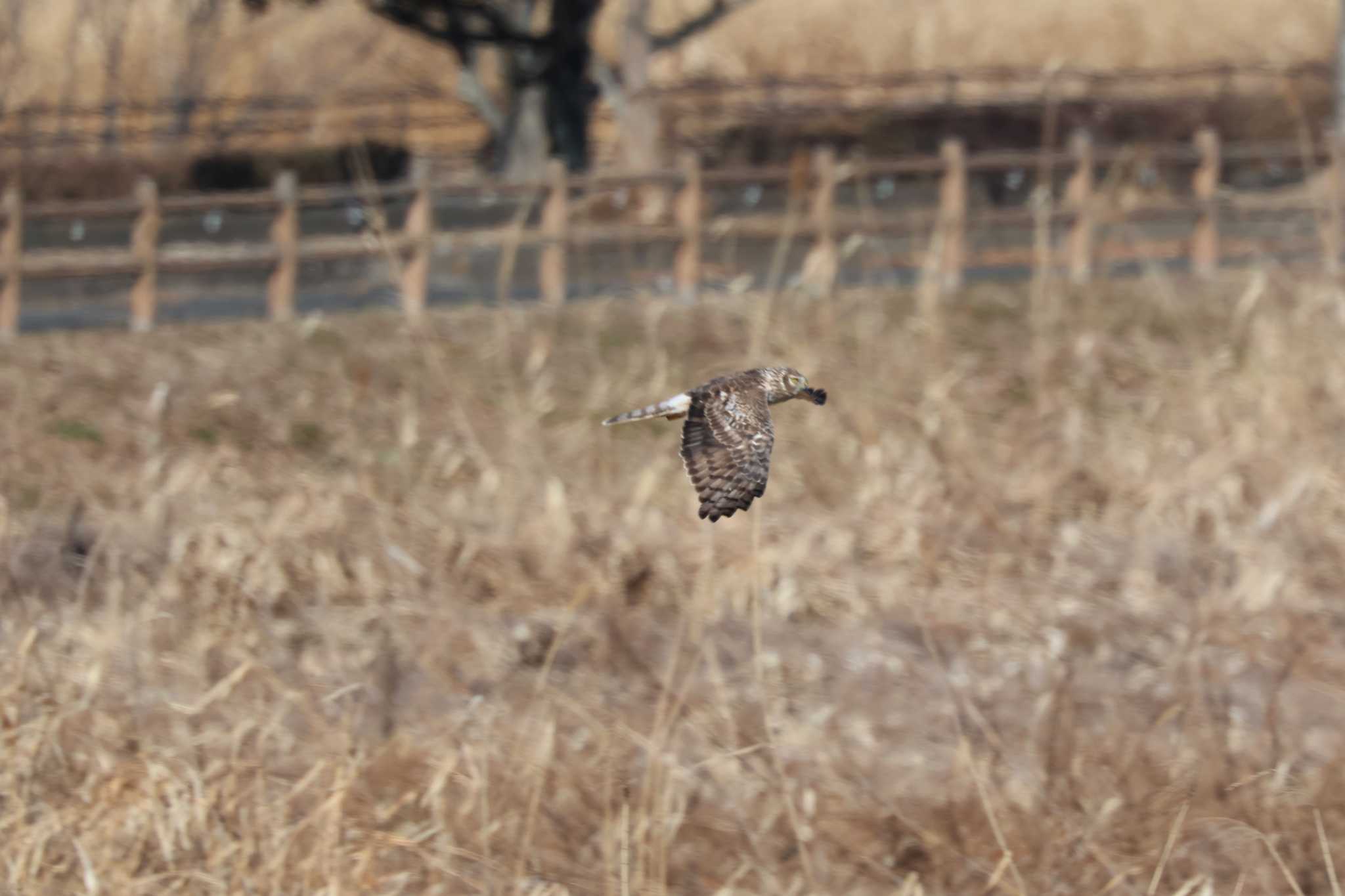 Hen Harrier