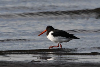 2024年1月19日(金) ふなばし三番瀬海浜公園の野鳥観察記録