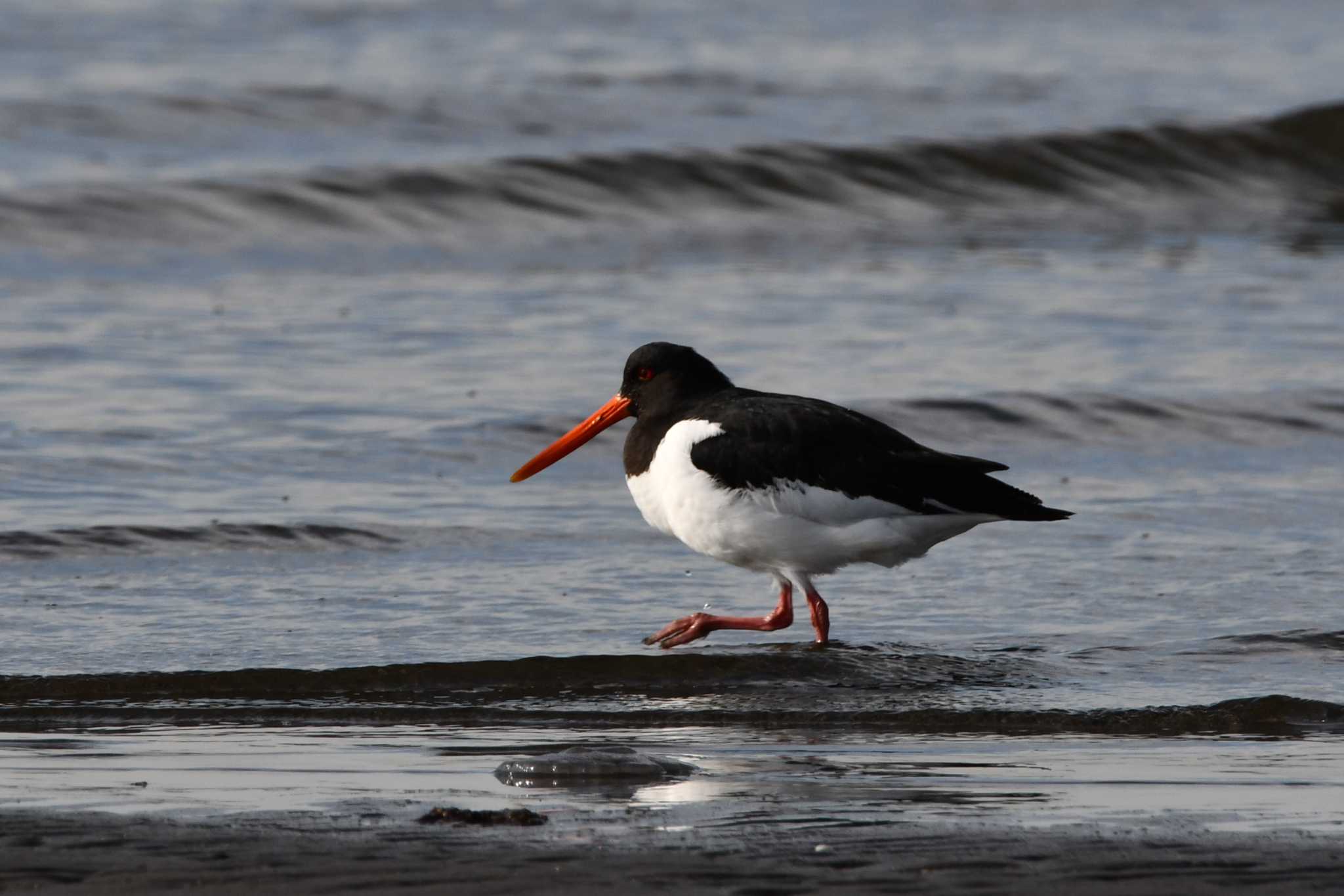 Photo of Eurasian Oystercatcher at Sambanze Tideland by のぶ