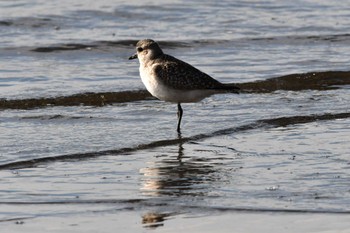 Grey Plover Sambanze Tideland Fri, 1/19/2024