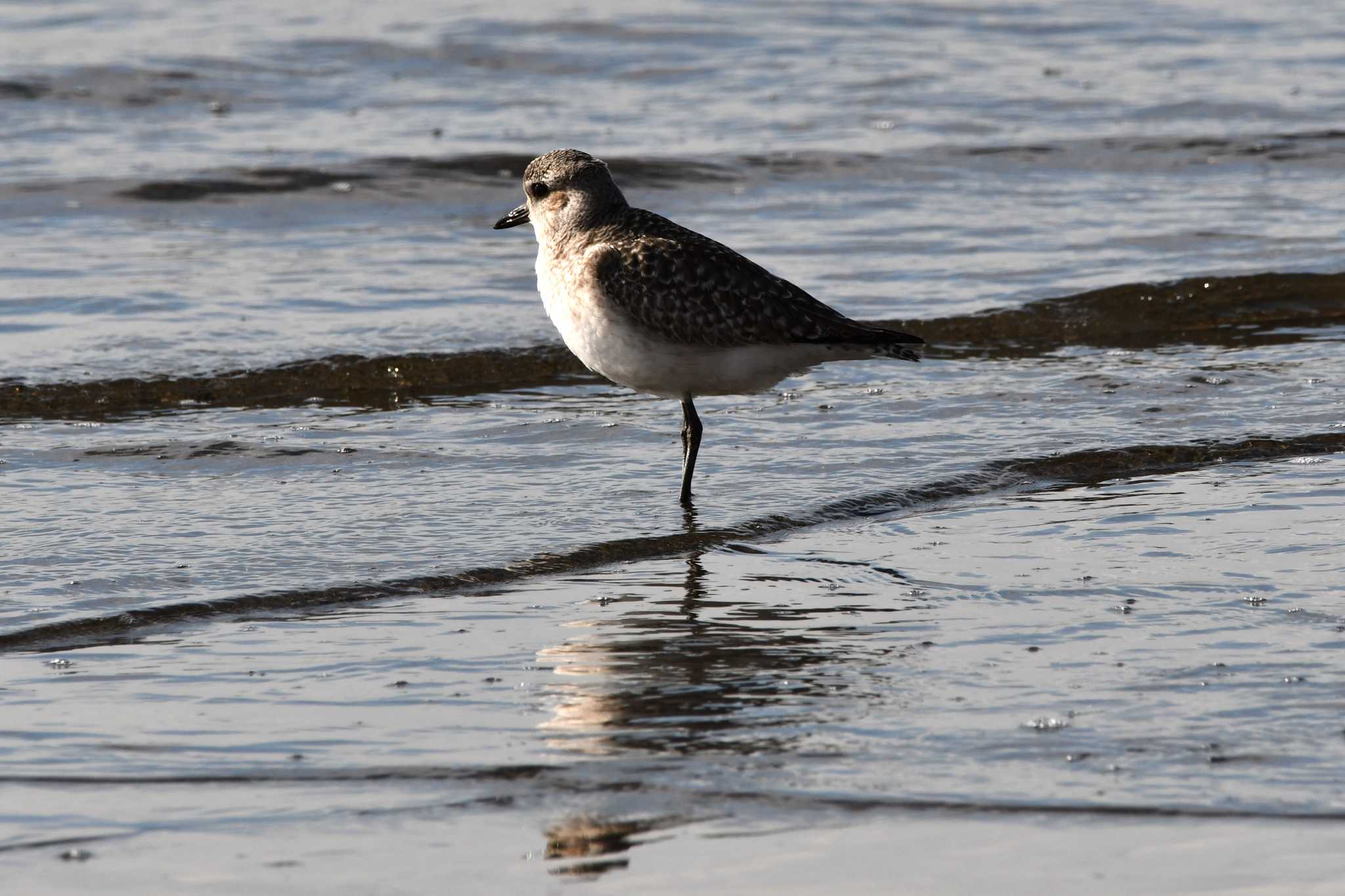 Photo of Grey Plover at Sambanze Tideland by のぶ