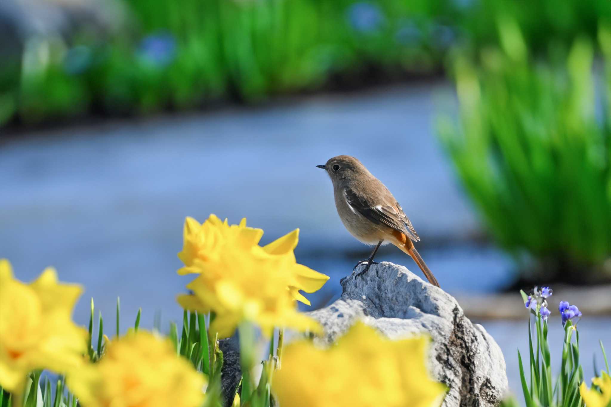 Photo of Daurian Redstart at 群馬県 by Yokai