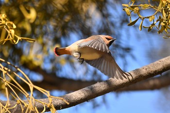 Japanese Waxwing 群馬県 Sun, 2/11/2024