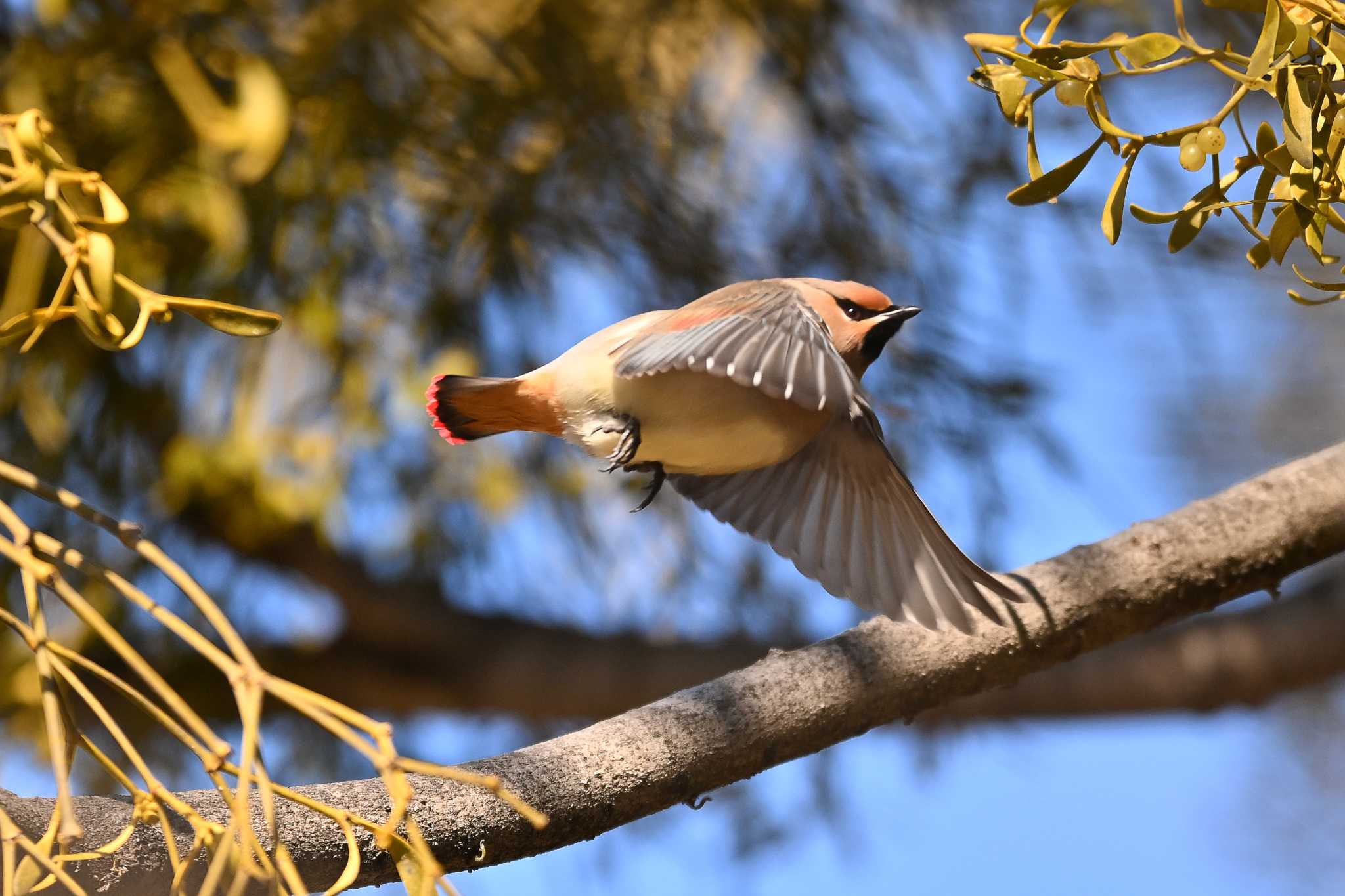 Photo of Japanese Waxwing at 群馬県 by Yokai