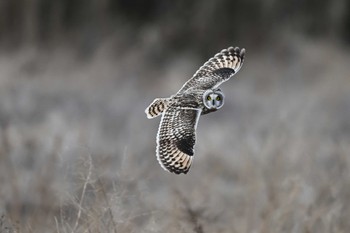 Short-eared Owl 関東地方 Sun, 2/11/2024