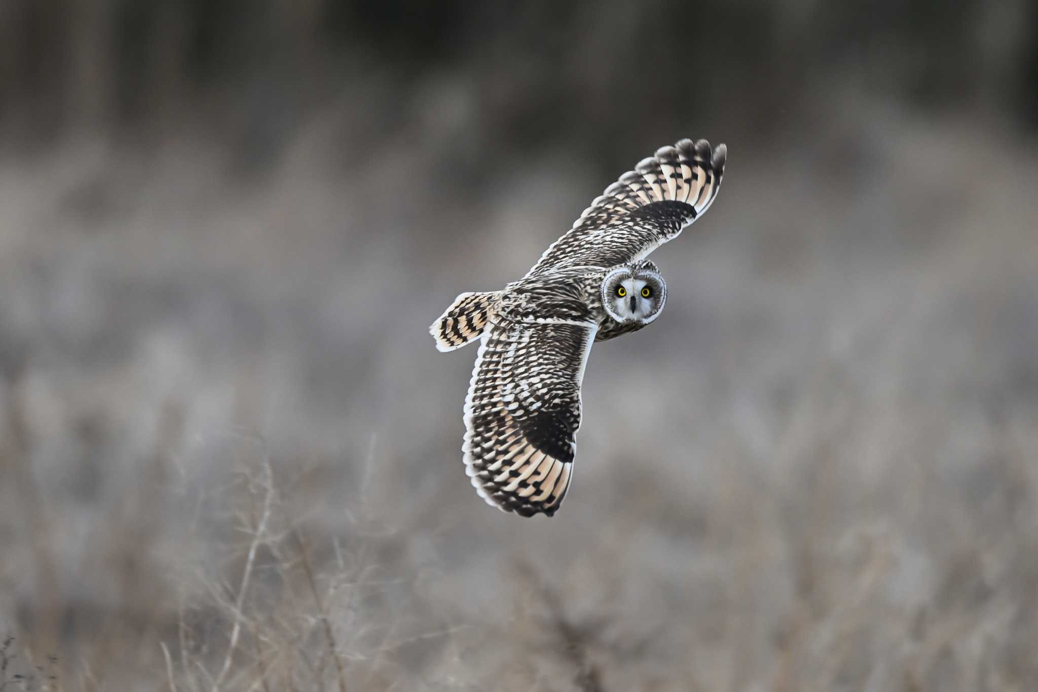 Photo of Short-eared Owl at 関東地方 by Yokai
