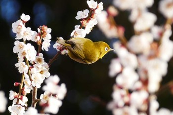 Warbling White-eye 東京都 Thu, 2/8/2024