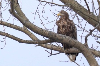 White-tailed Eagle 札幌 Fri, 12/29/2023