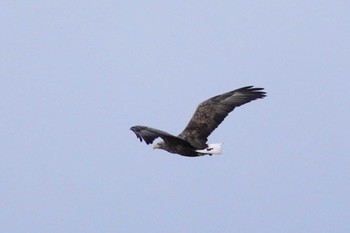 White-tailed Eagle 札幌 Fri, 12/29/2023