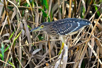 Striated Heron 近所の川 Sun, 10/15/2023