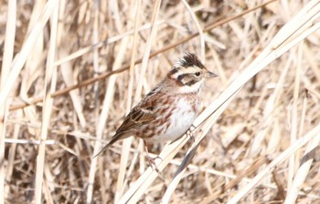 Rustic Bunting 山梨県森林公園金川の森(山梨県笛吹市) Mon, 2/12/2024