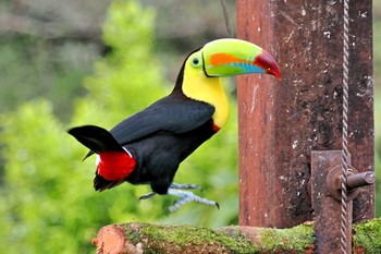 サンショクキムネオオハシ Galería de Colibries y Restaurante Cinchona(Costa Rica) 2024年2月10日(土)