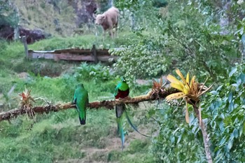 Resplendent Quetzal Pierella Ecological Garden(Costa Rica) Tue, 2/13/2024