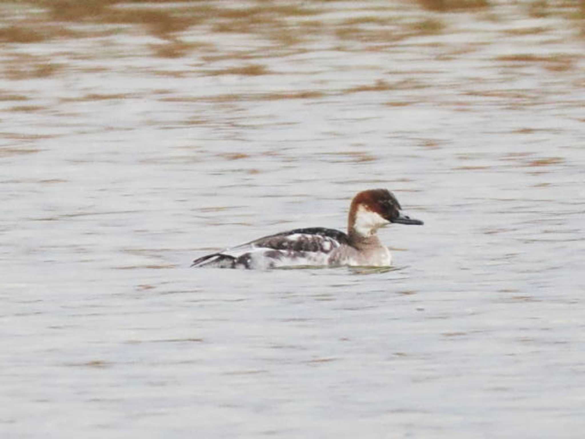 Smew