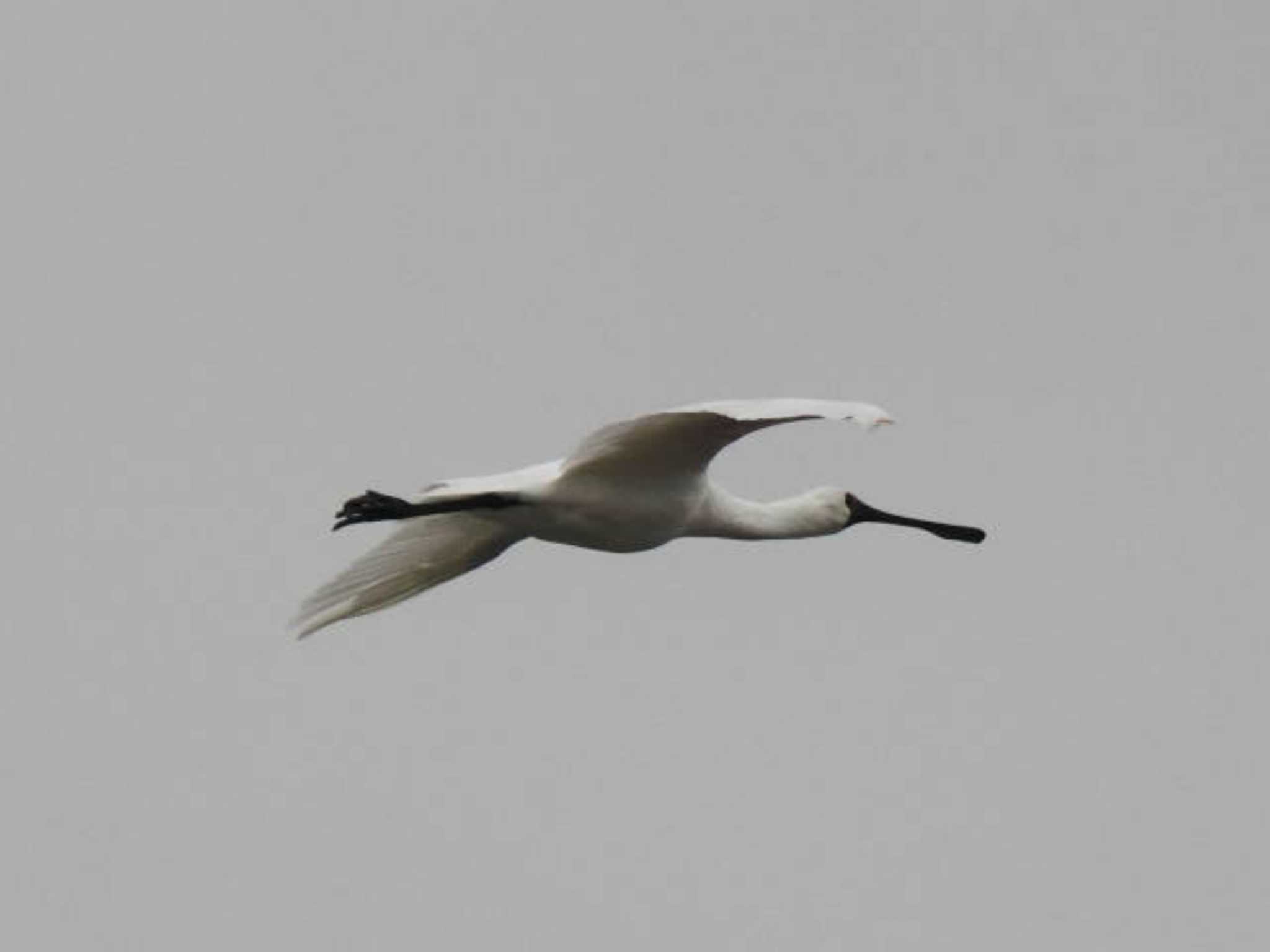 Black-faced Spoonbill