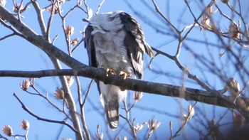 オオタカ 秋ヶ瀬公園 2024年2月12日(月)