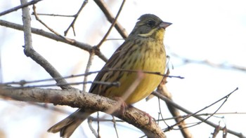 アオジ 秋ヶ瀬公園 2024年2月12日(月)