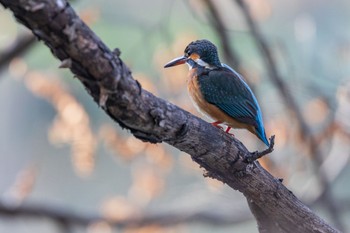 Common Kingfisher 善福寺公園 Thu, 2/15/2024