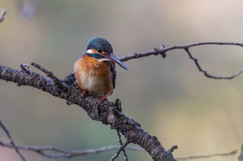 Common Kingfisher 善福寺公園 Thu, 2/15/2024