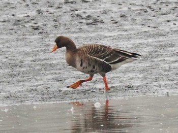 Sun, 12/3/2023 Birding report at 今津干潟