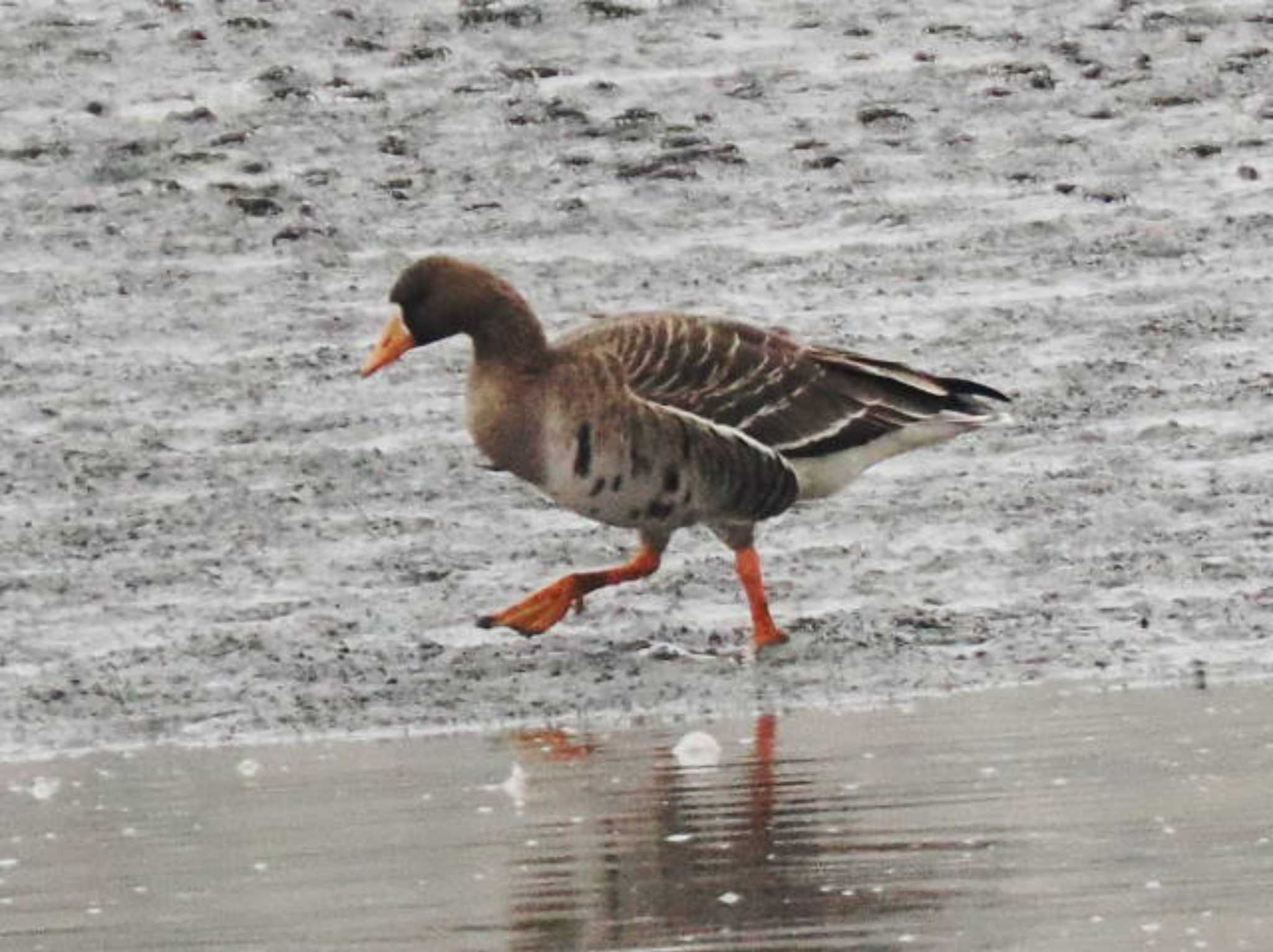 Greater White-fronted Goose