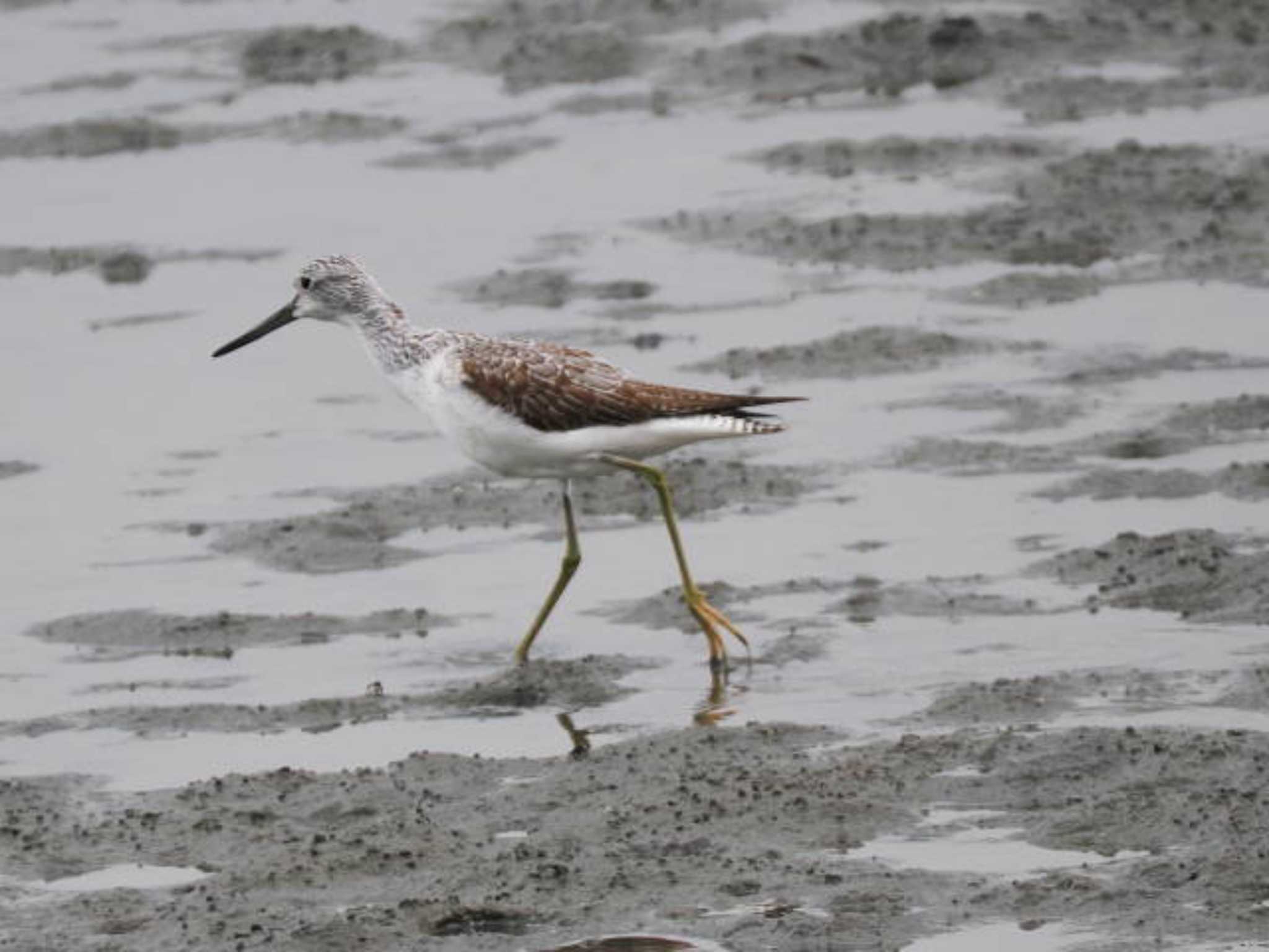 Common Greenshank