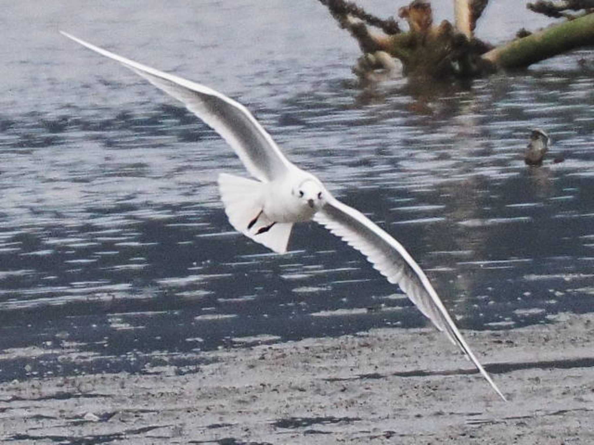 Saunders's Gull