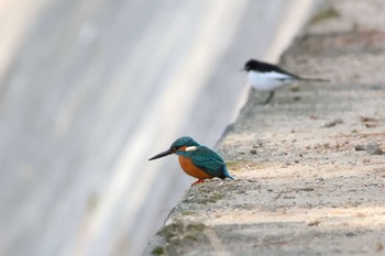 カワセミ 夙川河川敷緑地(夙川公園) 2024年2月11日(日)