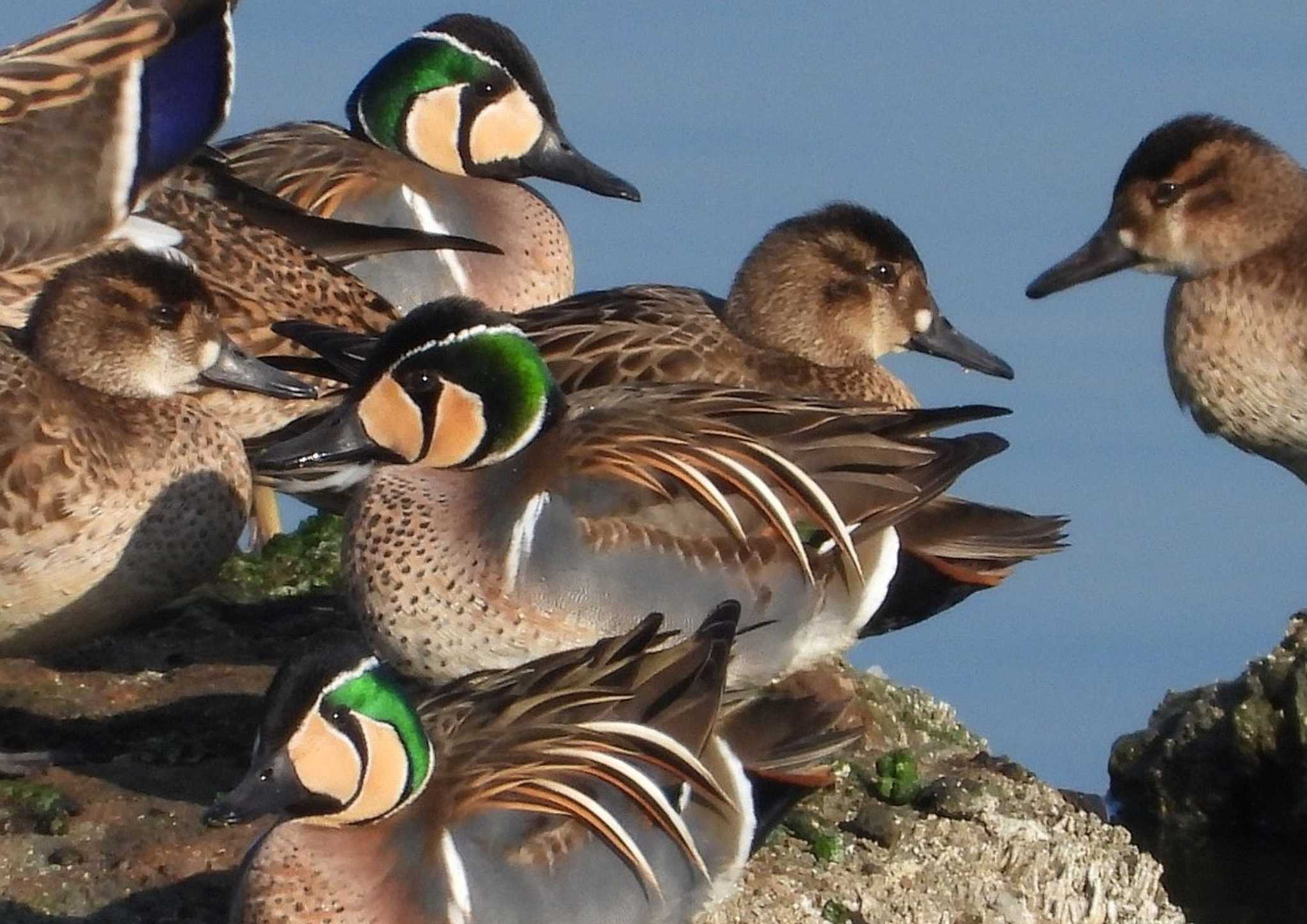 Photo of Baikal Teal at 岡山県笠岡 by タケ