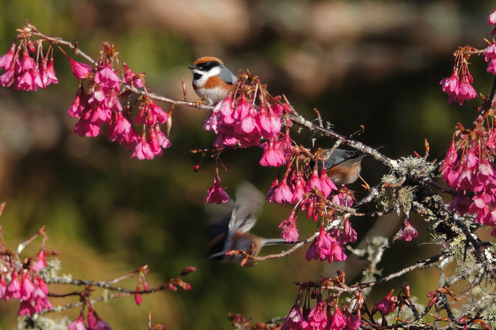 Black-throated Bushtit