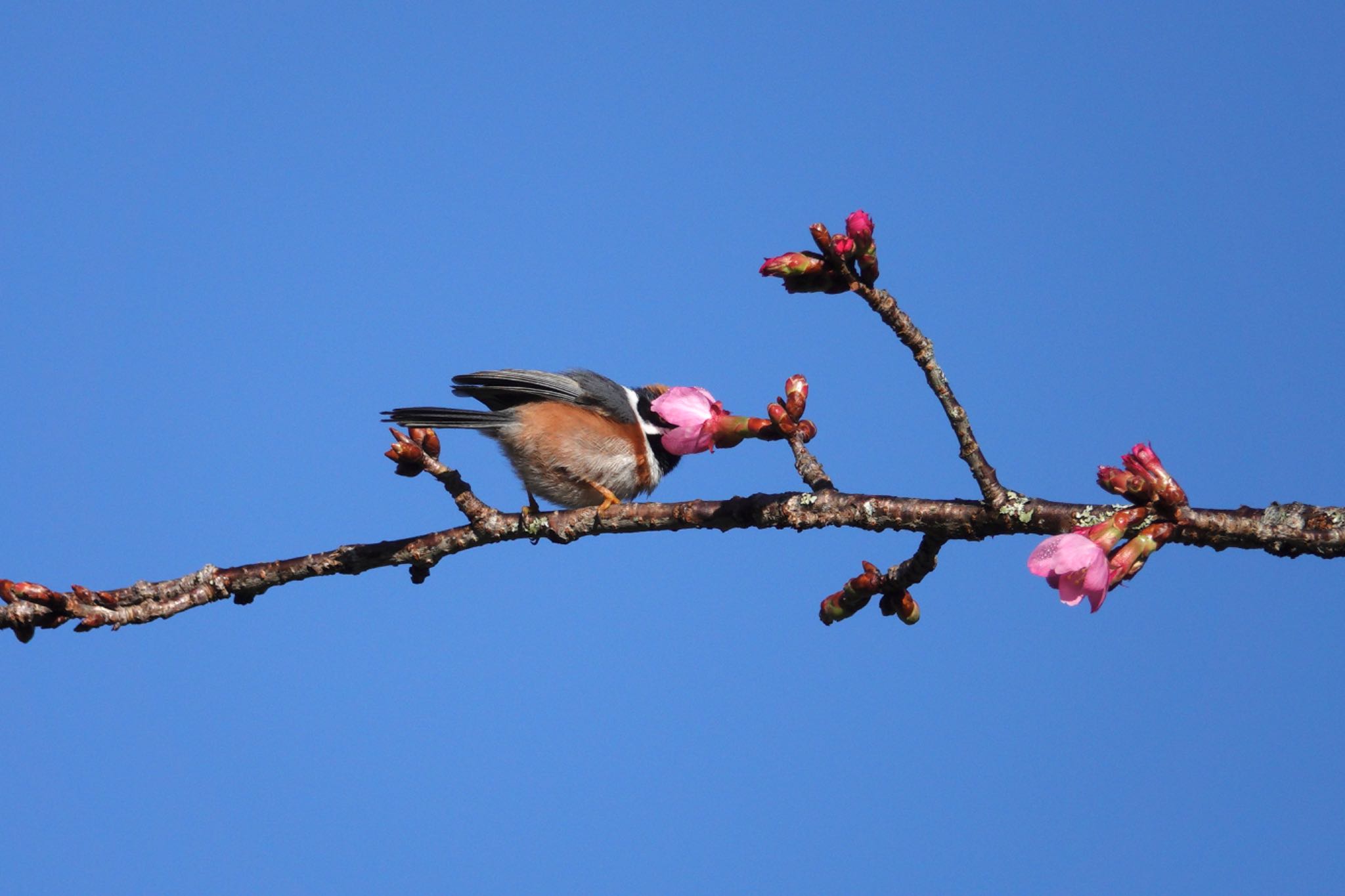 Black-throated Bushtit