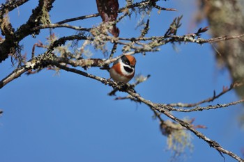 Black-throated Bushtit 阿里山国家森林遊楽区 Thu, 1/25/2024