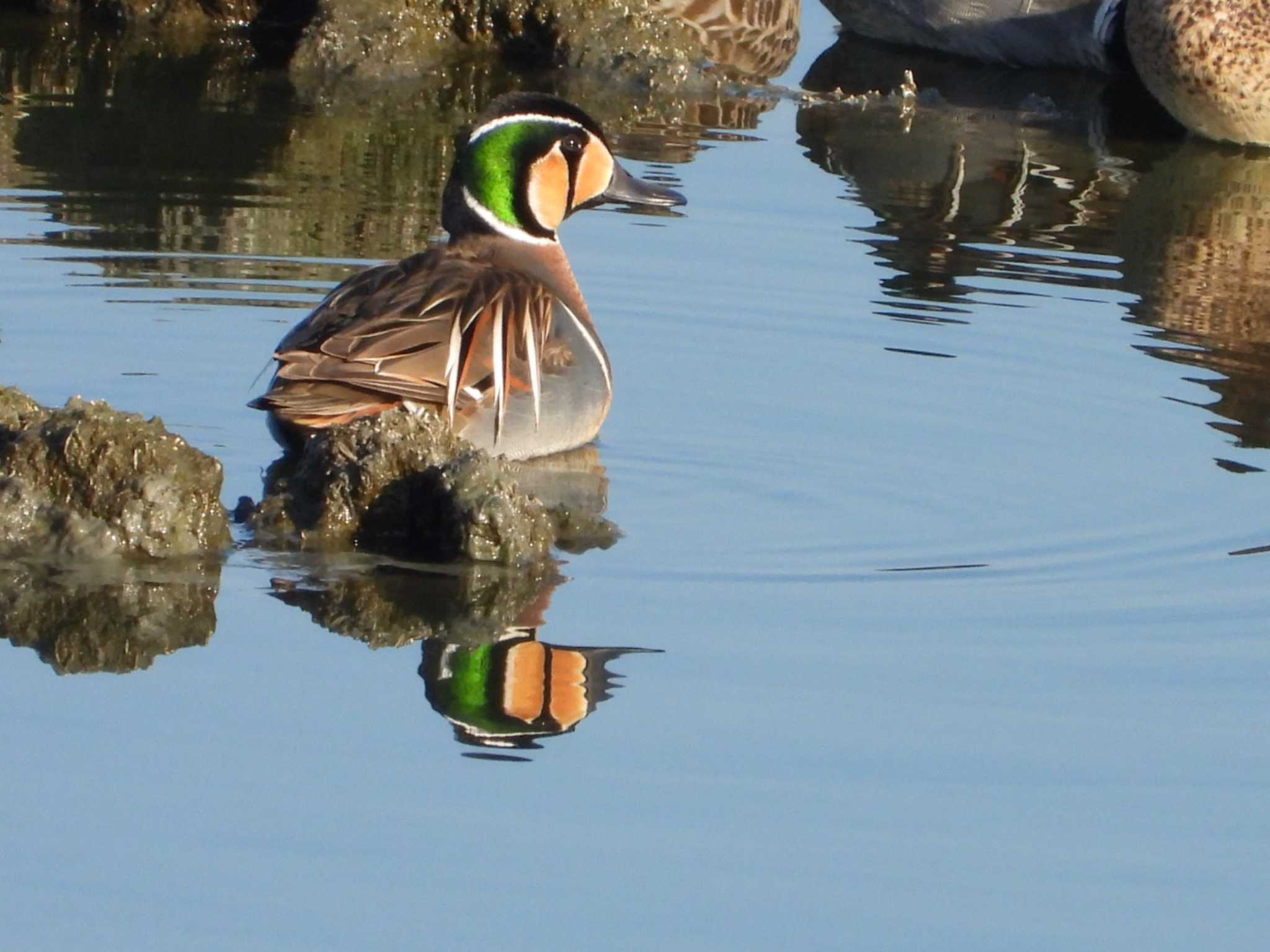 Photo of Baikal Teal at 岡山県笠岡 by タケ