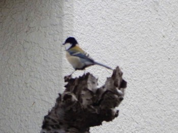 Japanese Tit 名瀬・上矢部市民の森 Thu, 2/15/2024