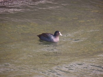 Eurasian Coot 荒川河川敷 Thu, 2/15/2024