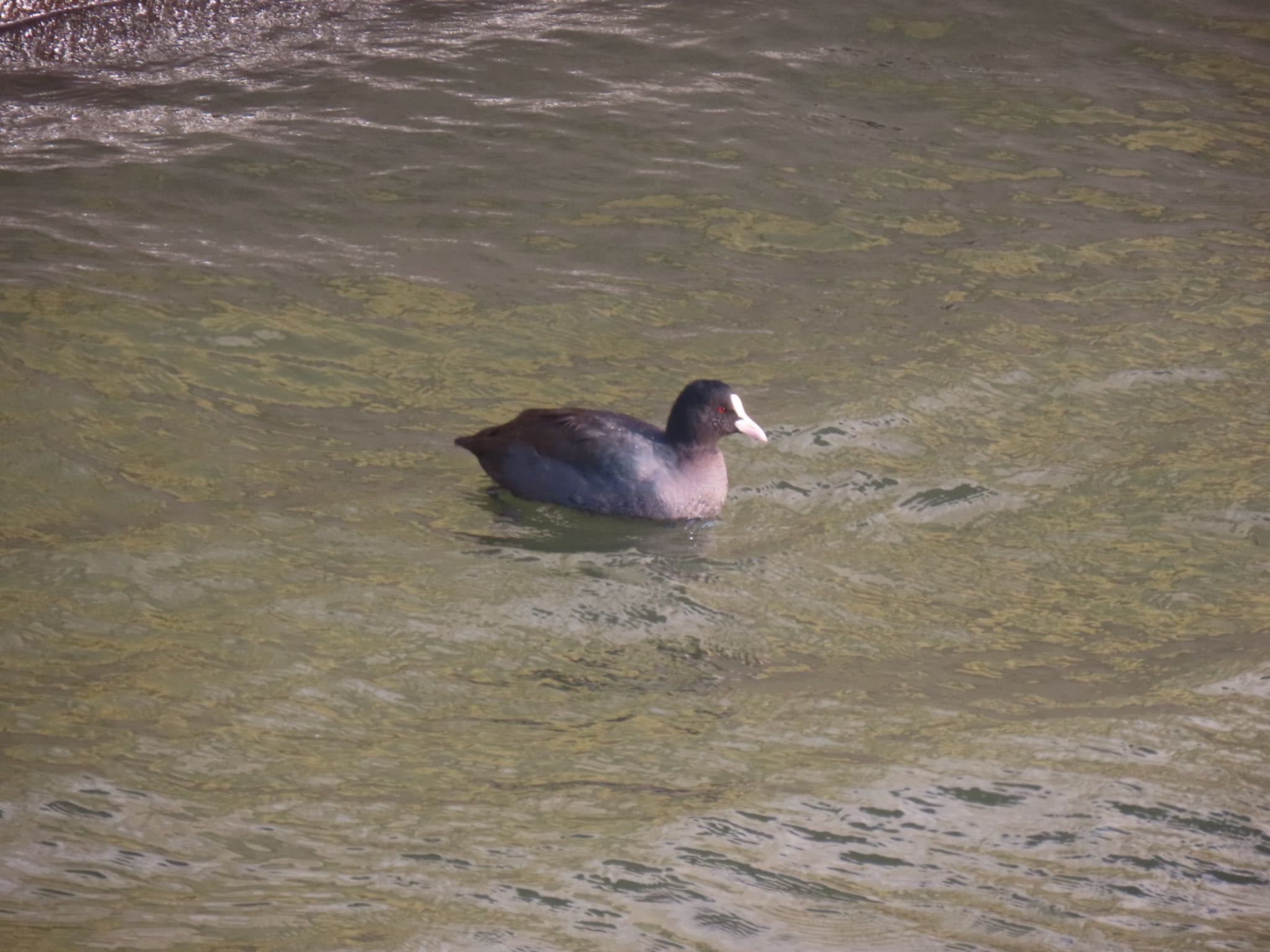 Eurasian Coot