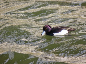 Tufted Duck 荒川河川敷 Thu, 2/15/2024