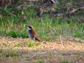 Dusky Thrush 荒川河川敷 Thu, 2/15/2024