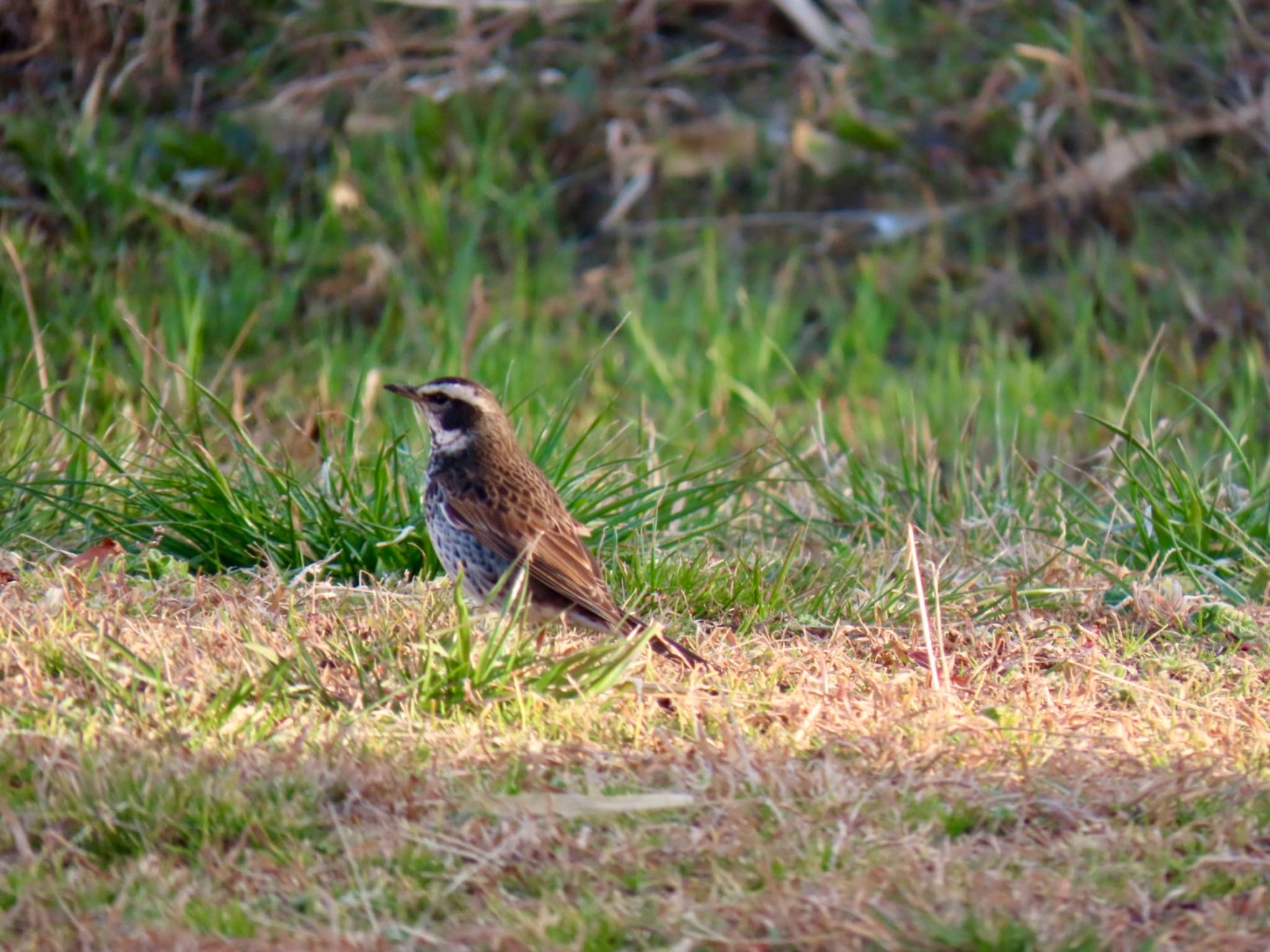 Dusky Thrush