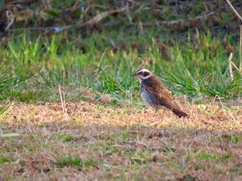 Dusky Thrush 荒川河川敷 Thu, 2/15/2024