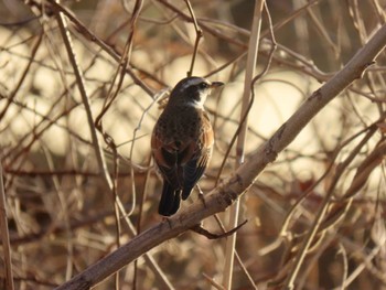 Dusky Thrush 荒川河川敷 Thu, 2/15/2024