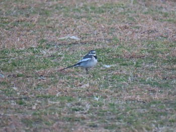 White Wagtail 荒川河川敷 Thu, 2/15/2024