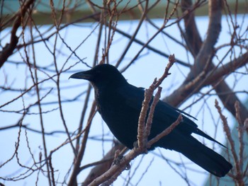 Carrion Crow 荒川河川敷 Thu, 2/15/2024