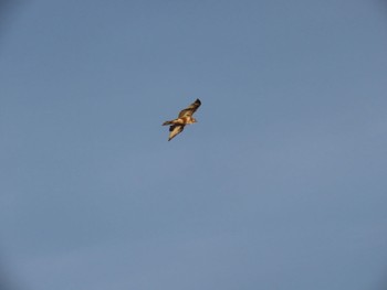 Eastern Marsh Harrier 荒川河川敷 Thu, 2/15/2024