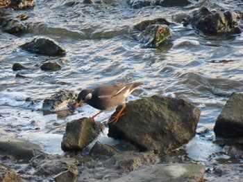 White-cheeked Starling 荒川河川敷 Thu, 2/15/2024