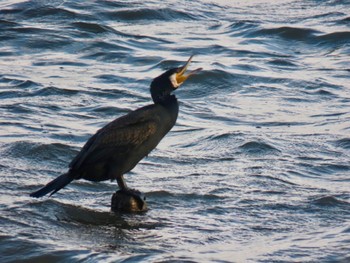 Great Cormorant 荒川河川敷 Thu, 2/15/2024