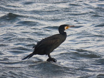 Great Cormorant 荒川河川敷 Thu, 2/15/2024