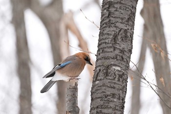 Eurasian Jay(brandtii) 青葉公園(千歳市) Sun, 1/21/2024