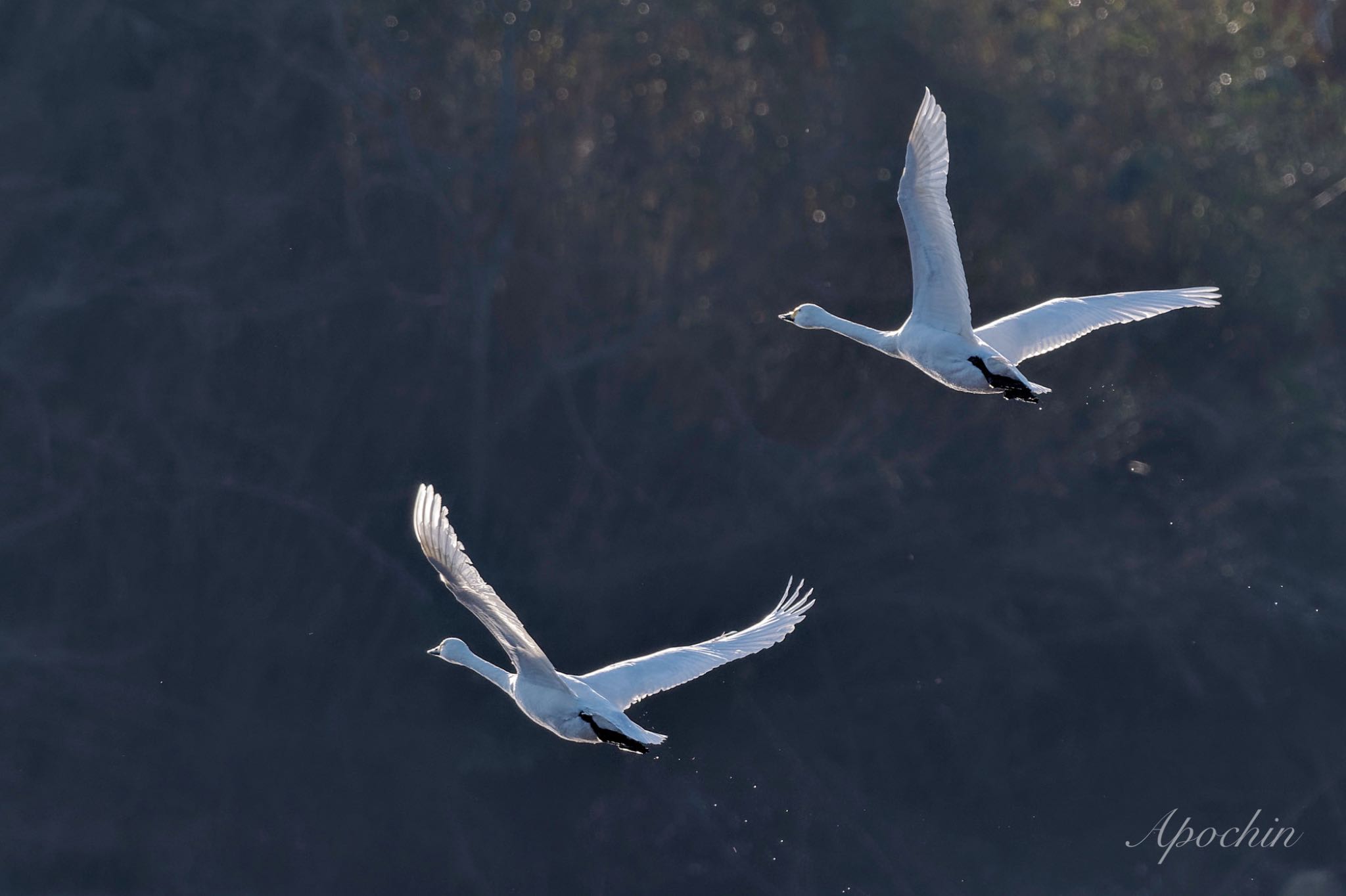 Tundra Swan