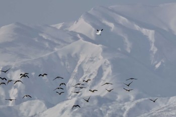 Snow Goose 大潟水と森公園 Wed, 2/14/2024